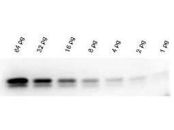 WB - Chemiluminescent Western Blot Kit for Rabbit Primary Antibody FemtoMax