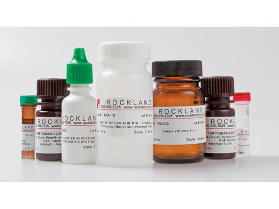 Rockland Anti-DYKDDDDK (FLAG®) Chemiluminescent Kit for Western blot
