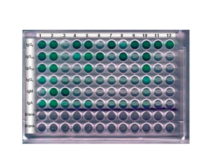 Isotyping Kit: Rapid Mouse Monoclonal Isotyping Kit IsoMax™ - 5 pack