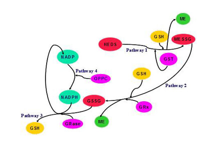 Various pathways involved in the cellular interactions of HEDS.