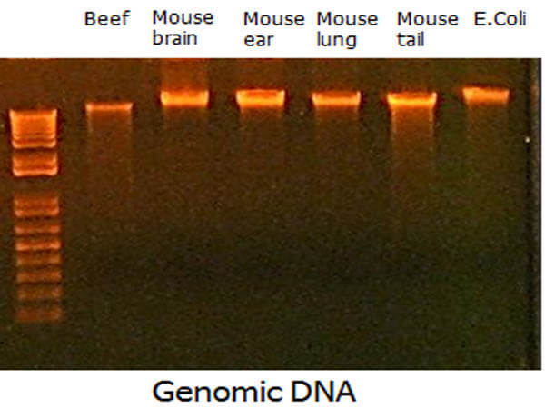 Genomic DNA Magnetic Beads