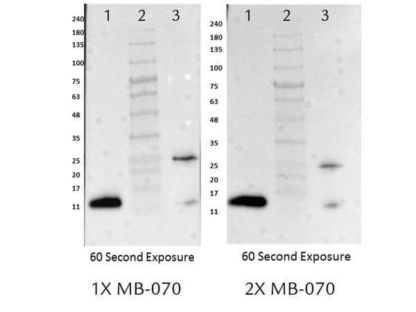 Western Blot comparison of 1X and 2X MB-070 Buffer