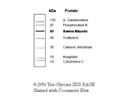 Protein Molecular Weight Marker, 14-120 kDa
