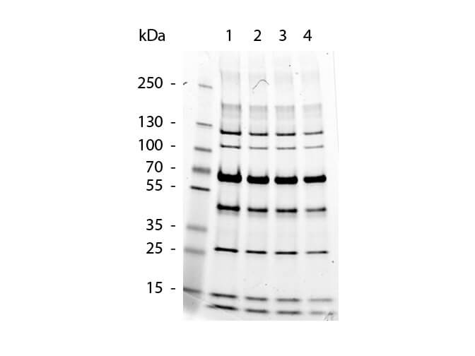 Protein Molecular Weight Marker - SDS-Page