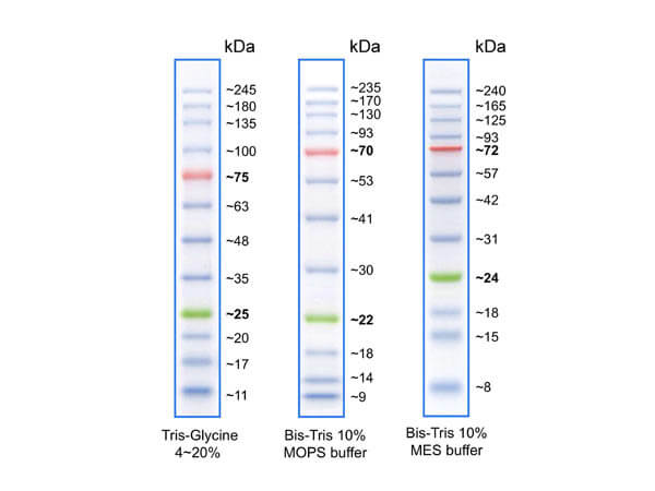 Opal Prestained Protein Standard 10-245kDa