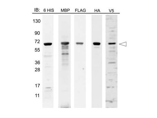 12 Epitope MBP Tag Protein Marker Lysate