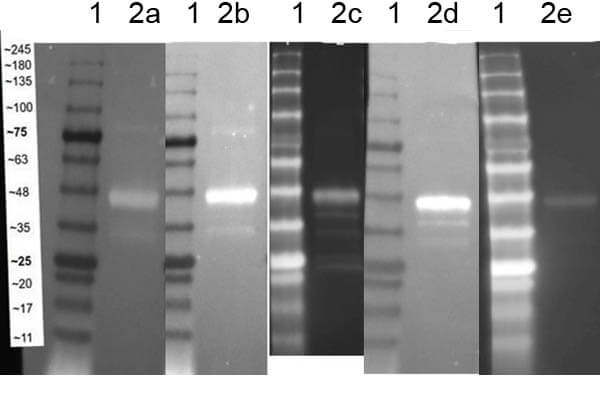 Western Blot of GST tag- 12 epitope protein marker