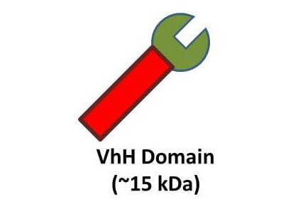 Single domain VHH antibody (SdAb) development