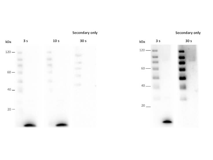 Western Blot using UniGlow - One Component Chemiluminescent Substrate
