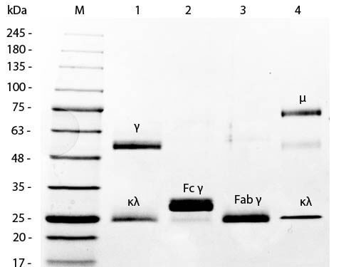 SDS-PAGE of Mouse IgM Kappa (κ) isotype control (p/n 010-001-339)