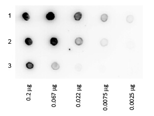 Protein A Peroxidase Conjugated Dot Blot