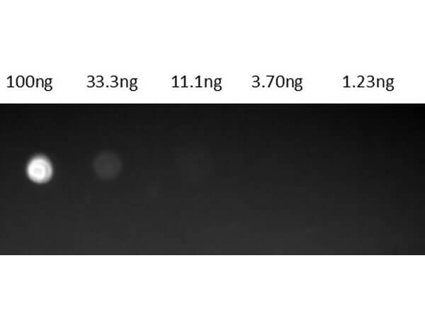 Protein G Fluorescein Conjugated