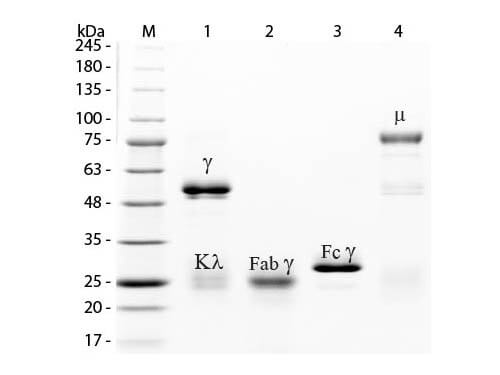SDS-PAGE of Rabbit IgG Whole Molecule Fluorescein Conjugated (p/n 011-0202)