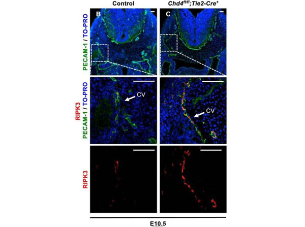 Immunofluorescence using Streptavidin DyLight™649
