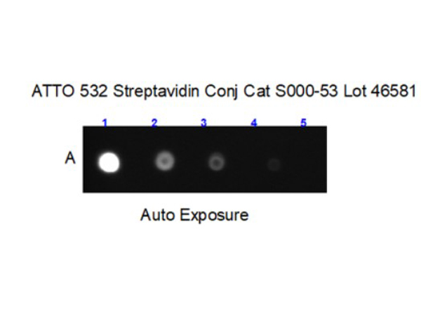 Dot Blot results of ATTO532 conjugated Streptavidin
