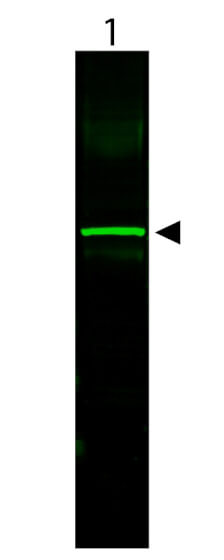 CHO/K1 Whole Cell Lysate- Western Blot