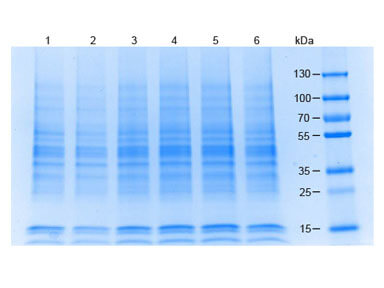 MCF-7 Whole Cell Lysate SDS-Page