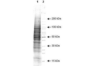 A431 Whole Cell Lysate EGF Stimulated