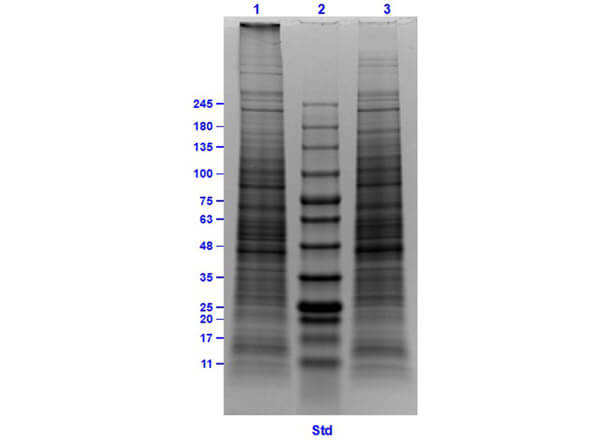 SDS-Page of HEK239 Whole Cell Lysate