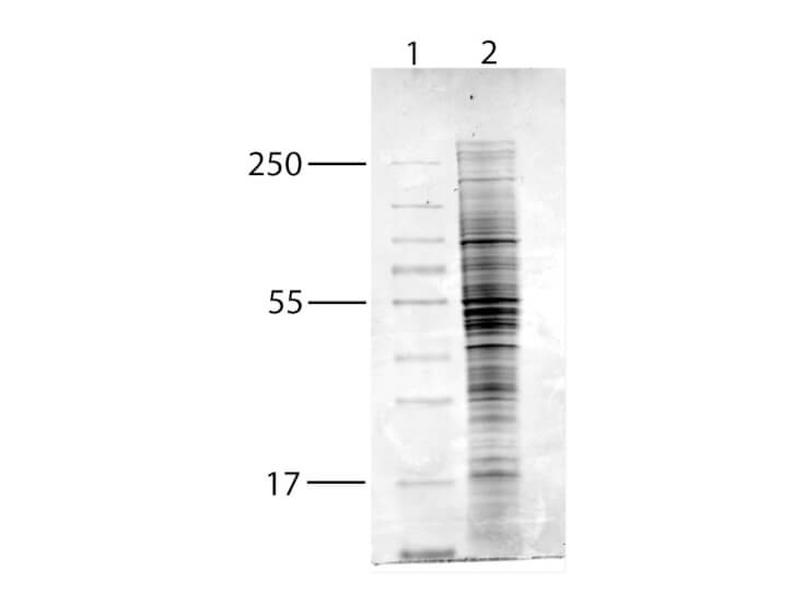 Human MCF-7 Whole Cell Lysate - SDS-PAGE