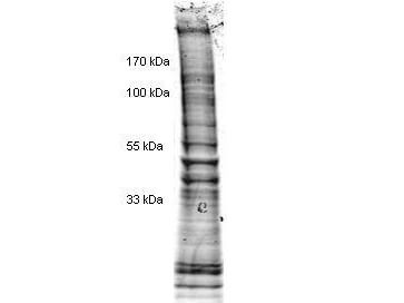 Hela Cell Nuclear Extract - SDS-PAGE