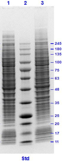 SDS PAGE Results of Raji Whole Cell Lysate
