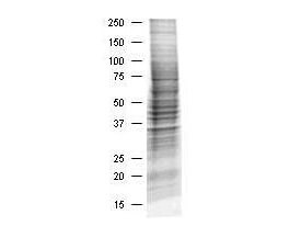 HEK293 Whole Cell Lysate - SDS-PAGE