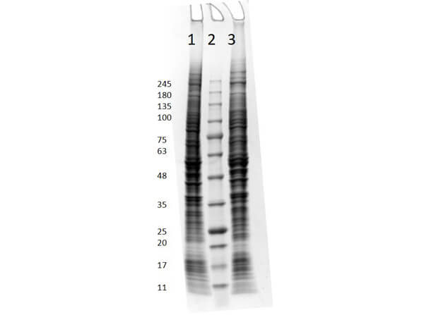 SDS PAGE Results of HT-1080 Whole Cell Lysate