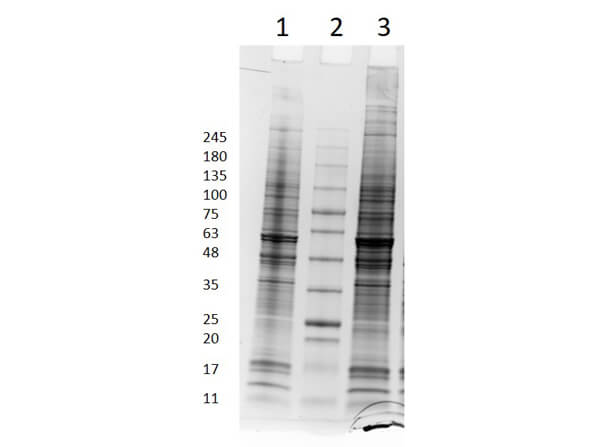 SDS PAGE Results of PANC-1 Whole Cell Lysate