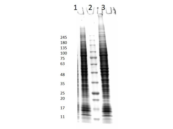 SDS PAGE Results of HCT-116 Whole Cell Lysate