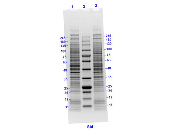 SDS-PAGE results of HeLa Whole Cell Lysate - Trichostatin A Stimulated