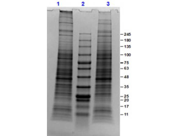 SDS-PAGE of PC-3 Whole Cell Lysate