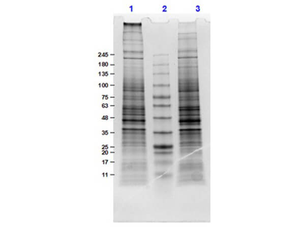 SDS-PAGE Results of U-87 MG Whole Cell Lysate