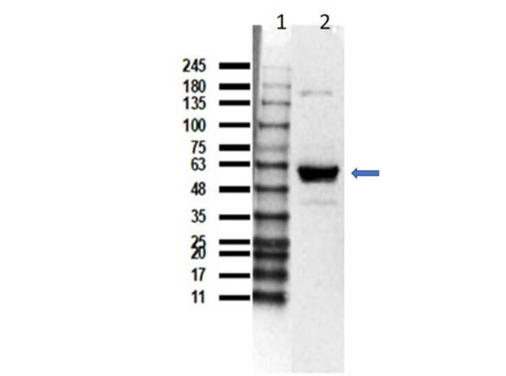 Western Blot results of Rabbit Anti-Beclin 1 Antibody usong U-251 lysate.