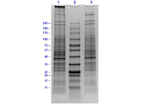 SDS-PAGE Results of U-138 MG Whole Cell Lysate