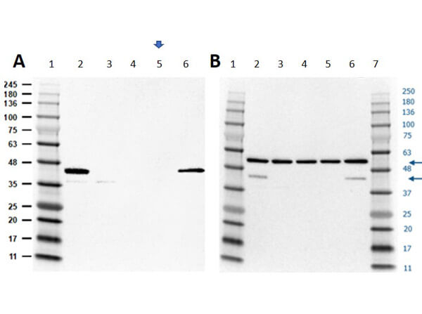 Western Blot of Human MAPK1 (ERK2) Knockout A549 Cell Lysate