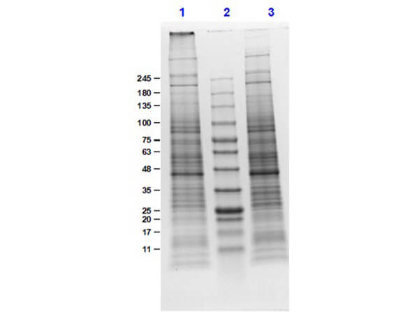 SDS-PAGE of NIH-3T3 Whole Cell Lysate