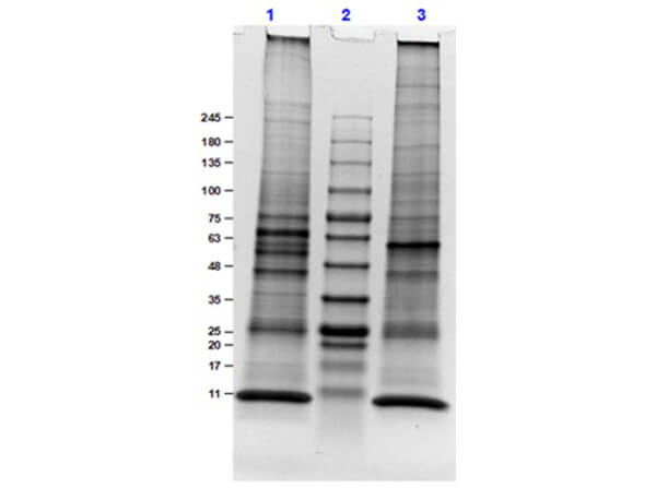 SDS-PAGE Results of Adult Mouse Lung Whole Cell Lysate