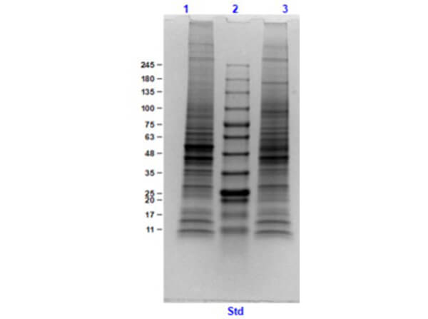 SDS PAGE Results of Mouse Brain Whole Cell Lysate