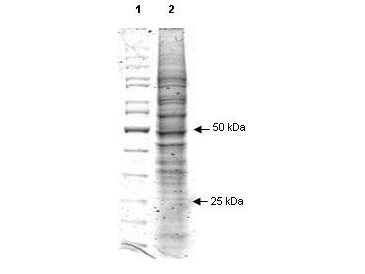 RAW 264.7 Whole Cell Lysate - SDS-PAGE
