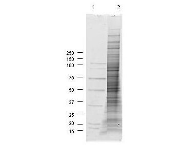 NIH/3T3 Whole Cell Lysate - SDS-PAGE