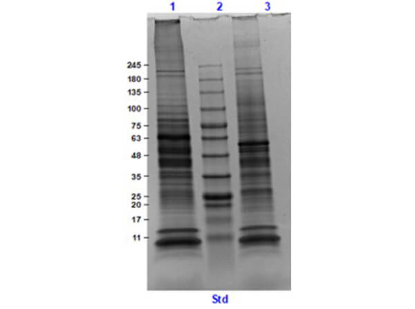 SDS Results of Adult Rat Heart Whole Cell Lysate