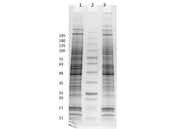 SDS PAGE Results of PC-12 Whole Cell Lysate