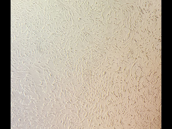 WM1716 viable cells