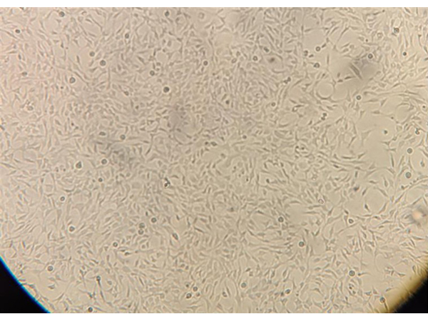 WM3211 viable cells