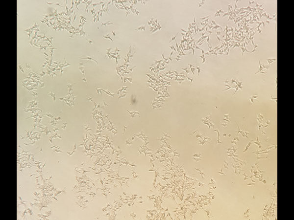 WM3438 viable cells