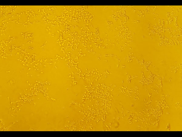 WM3618F viable cells