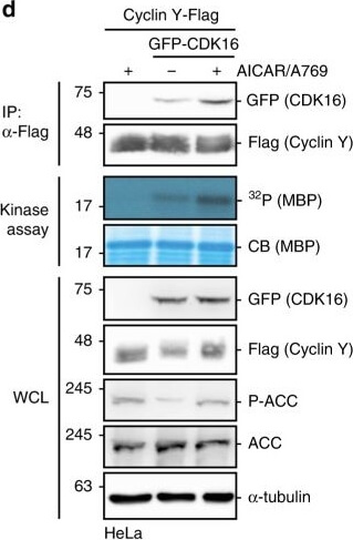 Western Blot of Mouse Anti-GFP