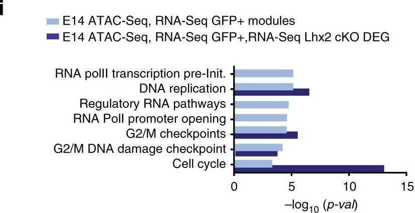 Flow Cytometry of Anti-GFP Antibody