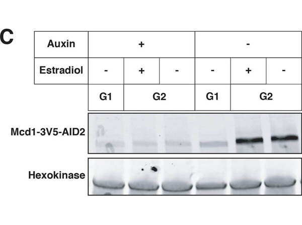 Western Blot of Anti-Hexokinase (Yeast) Antibody